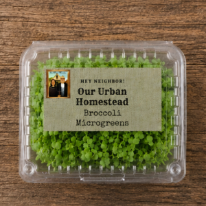 Broccoli Microgreens