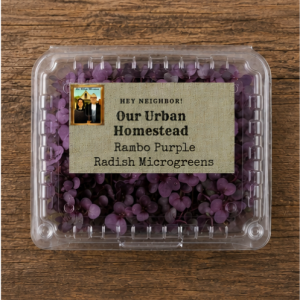 Rambo Purple Radish Microgreens