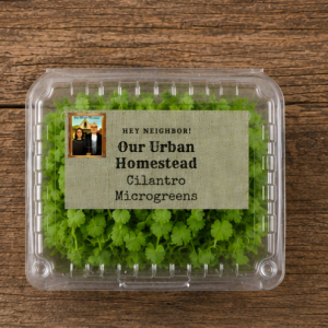 Cilantro Microgreens